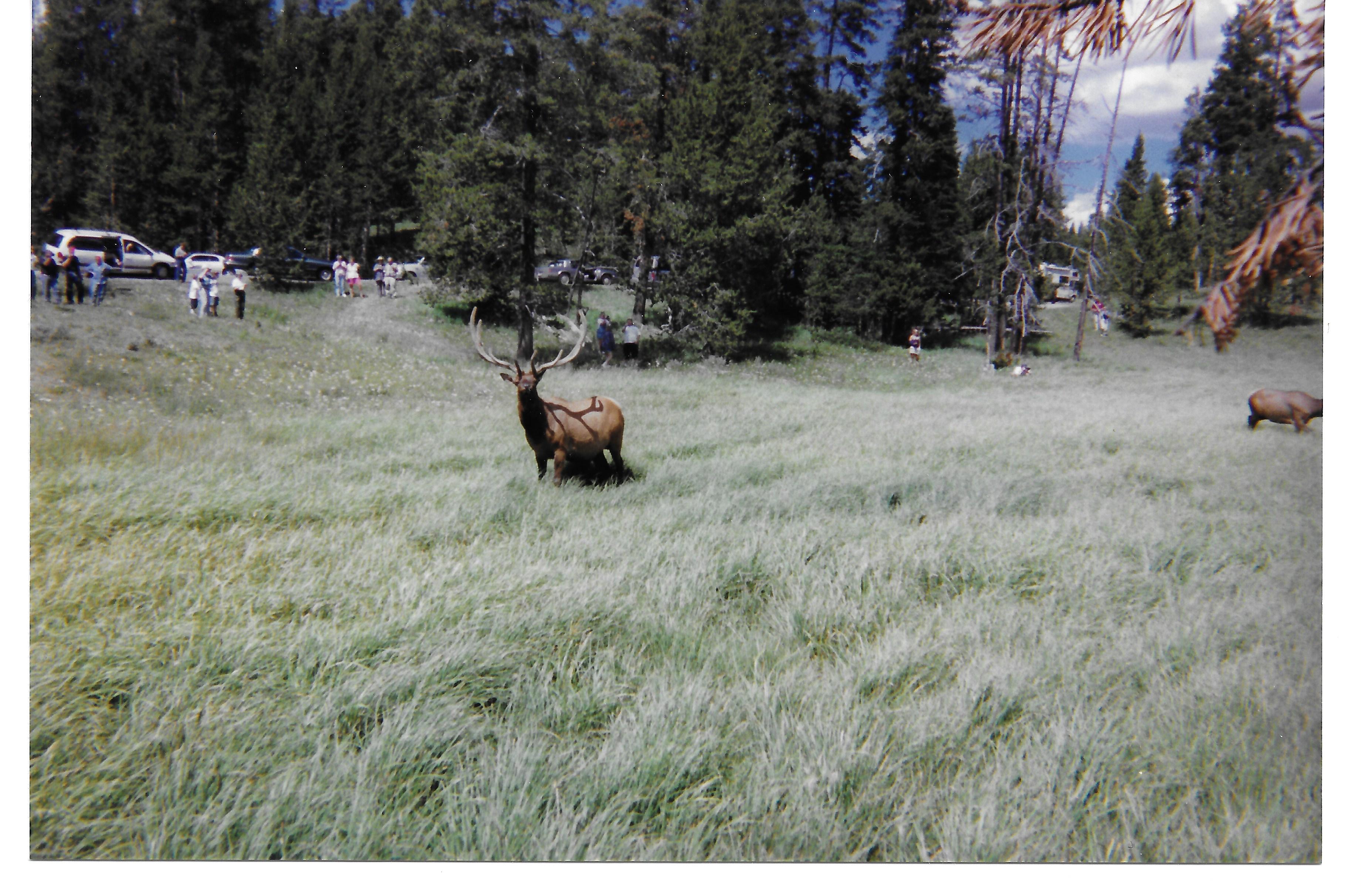 Animals-4.jpg