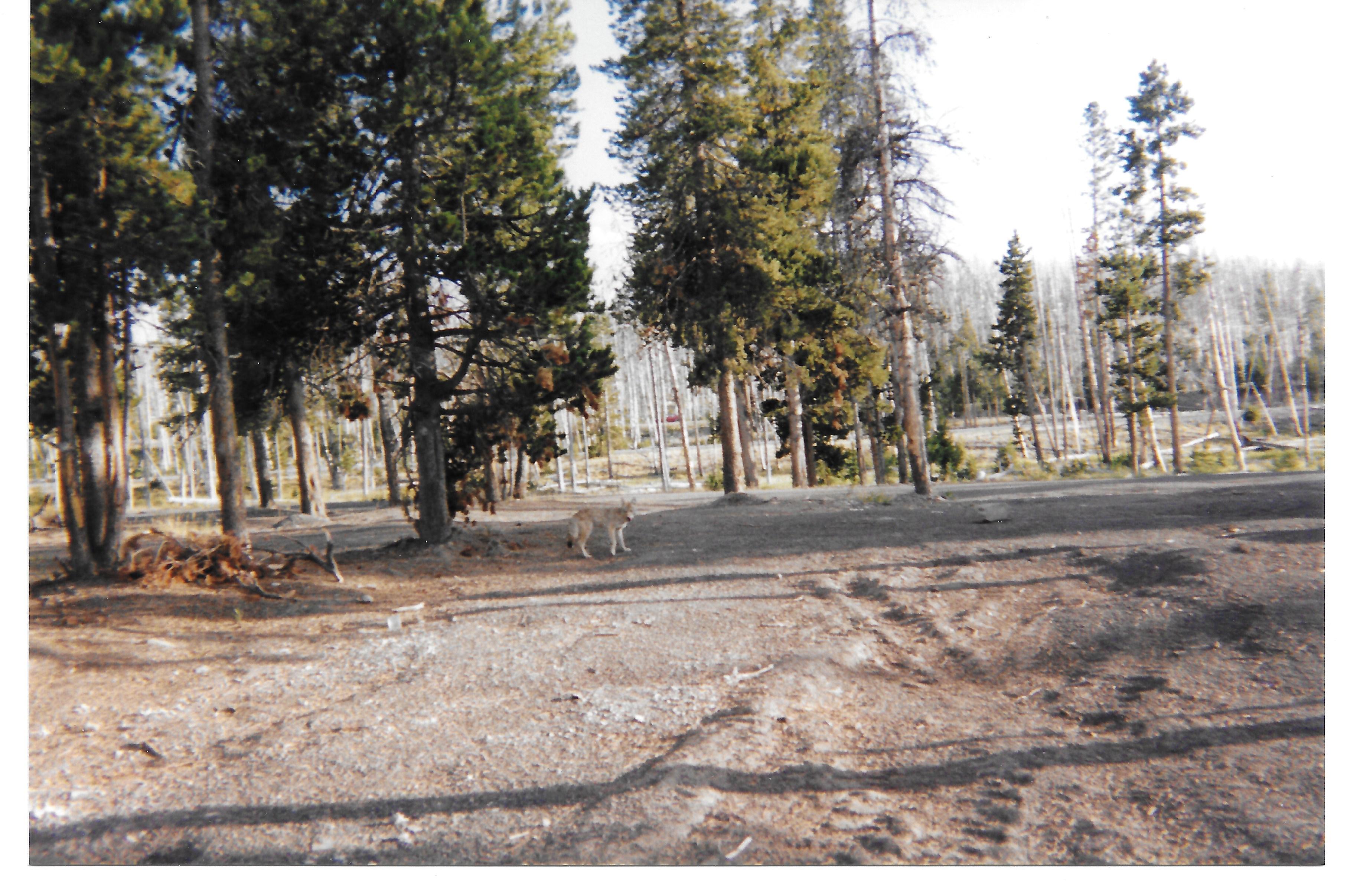 Animals-6.jpg