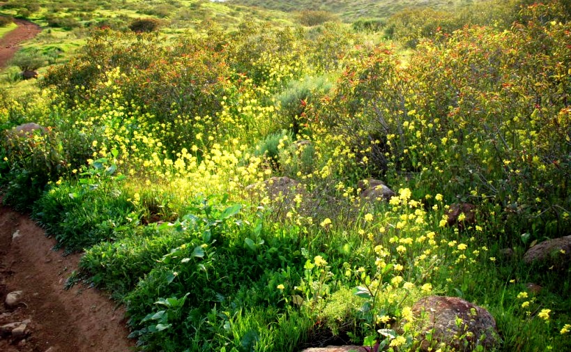 Wildflowers on Hill 533.JPG