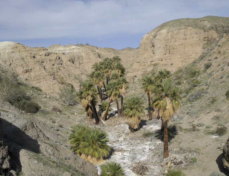 The palms of Hidden Spring