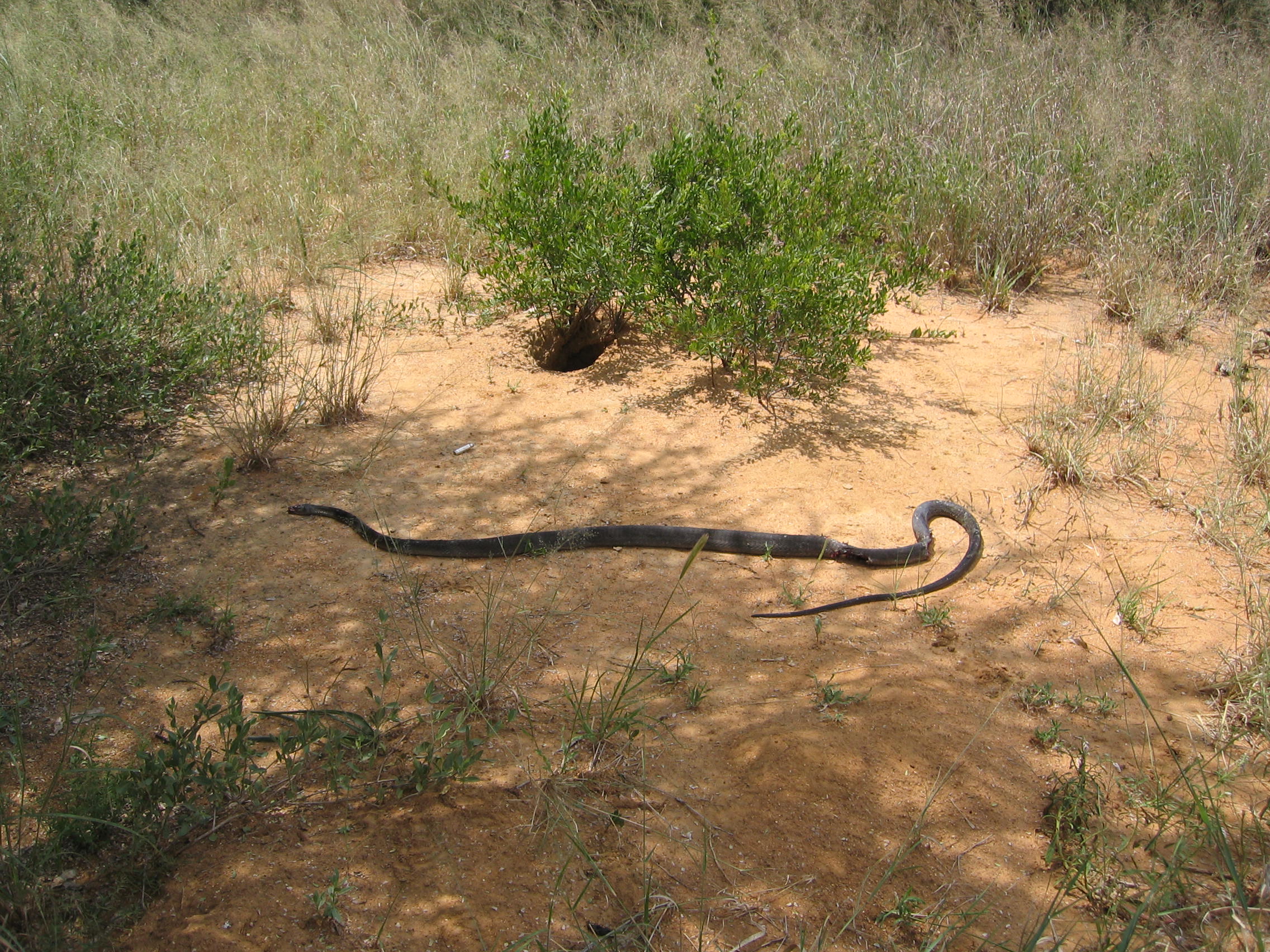 10 foot black mamba