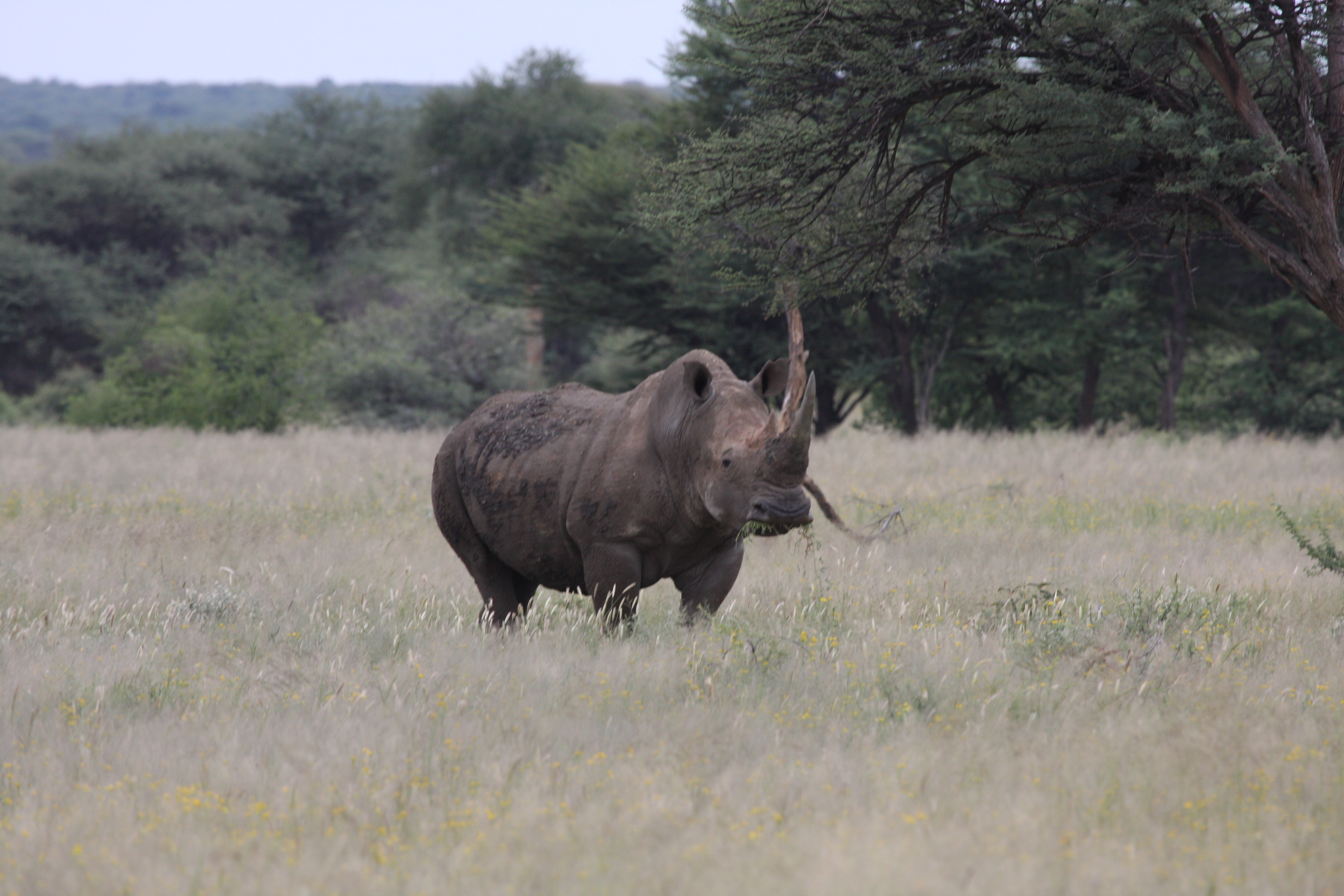 Rhino