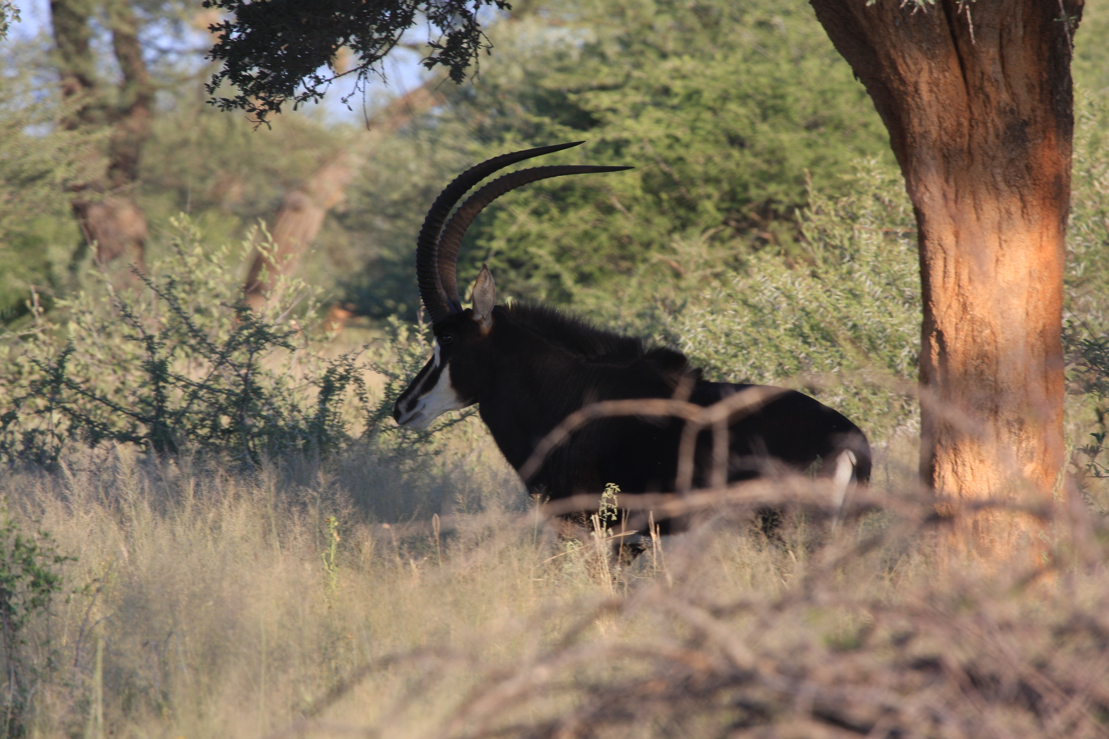 Sable
