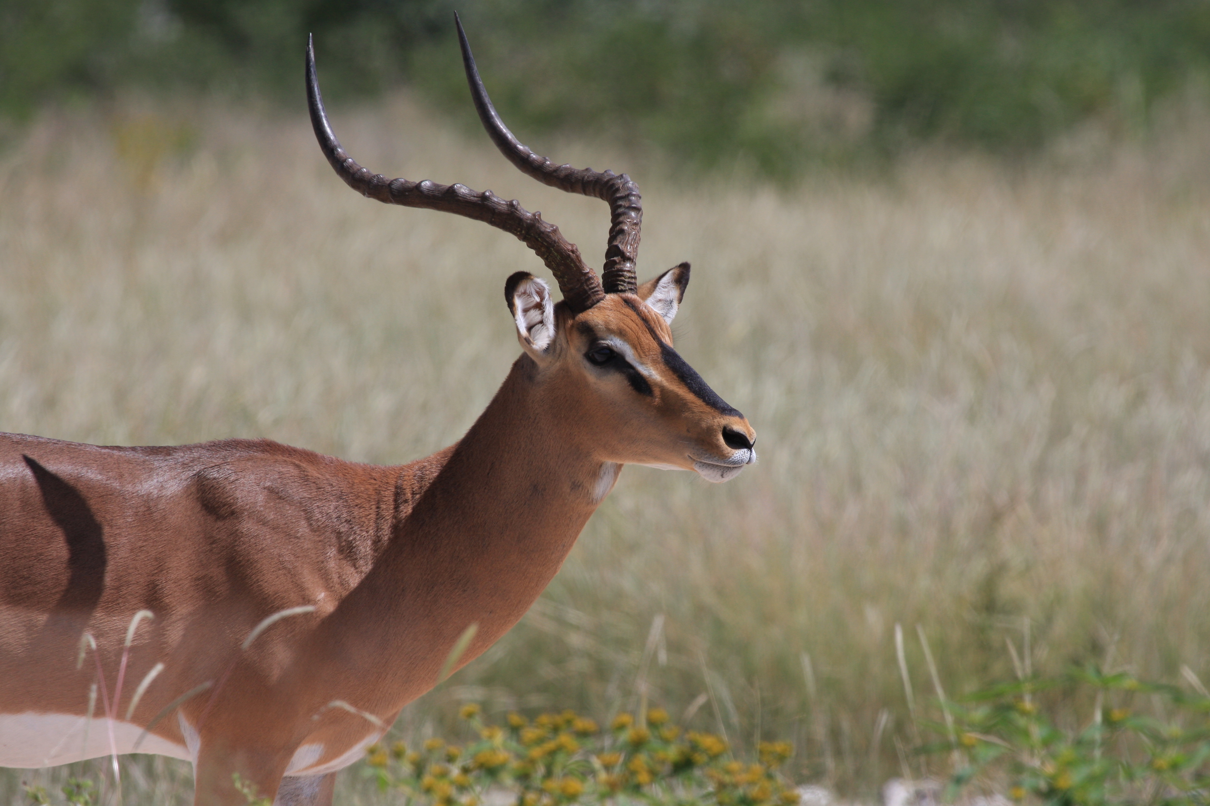 Black face Impala