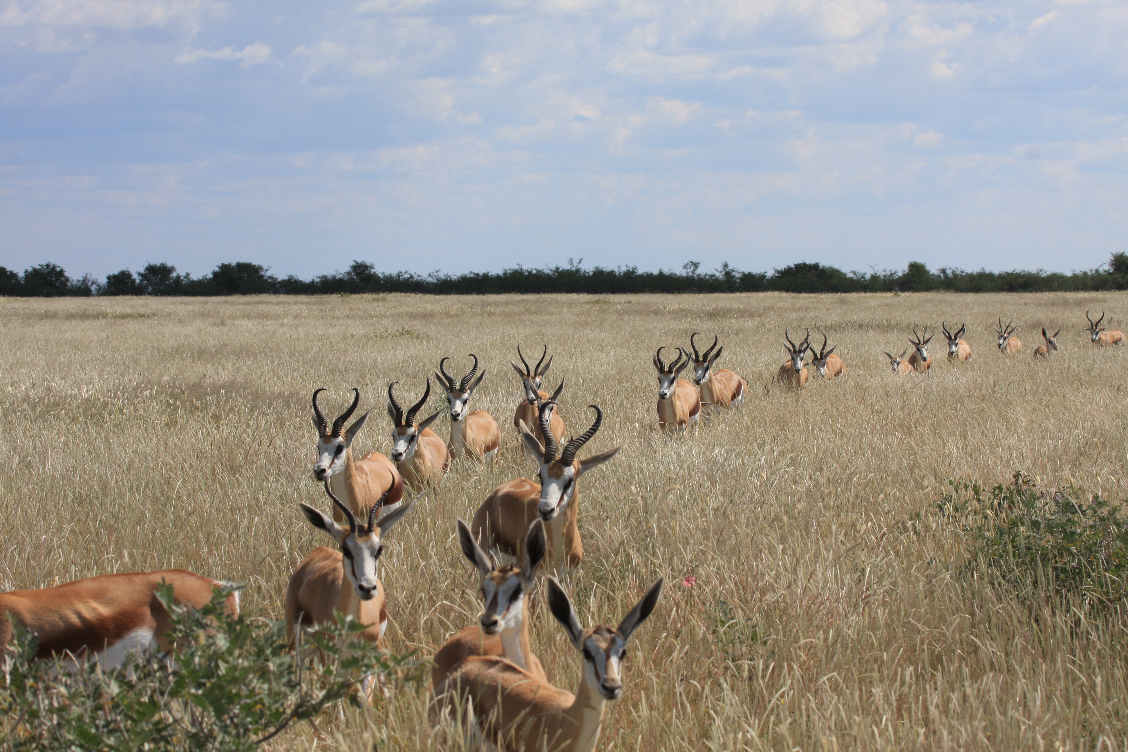 Springbok follow the leader