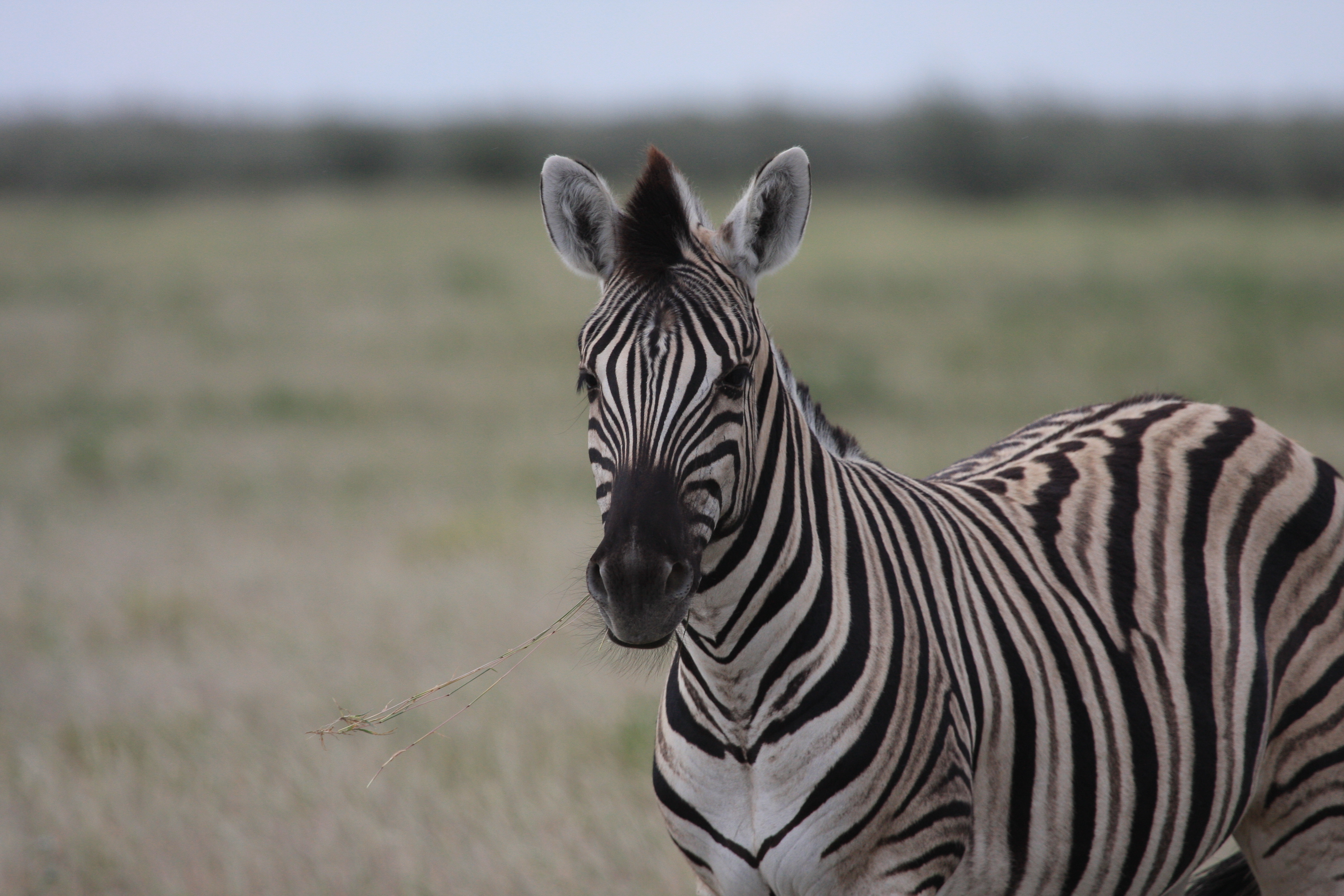 Zebra