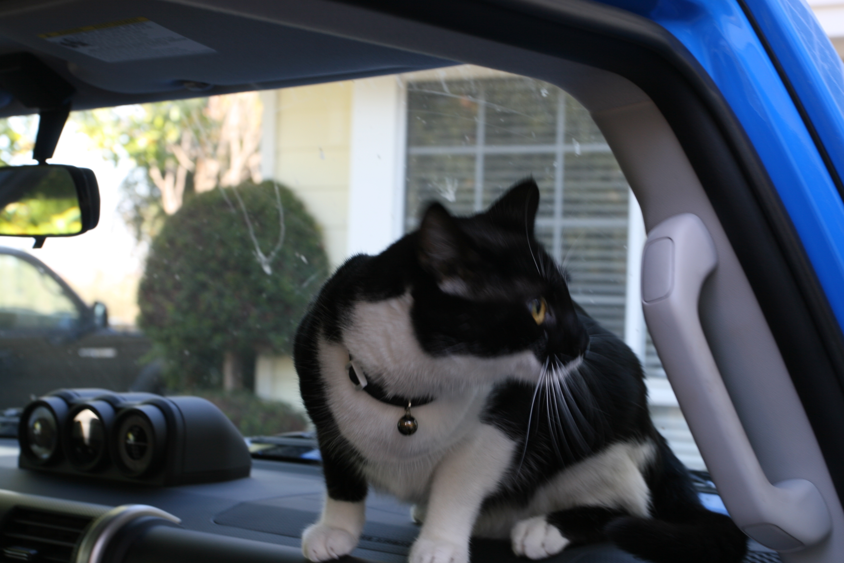 Puddy 004.jpg