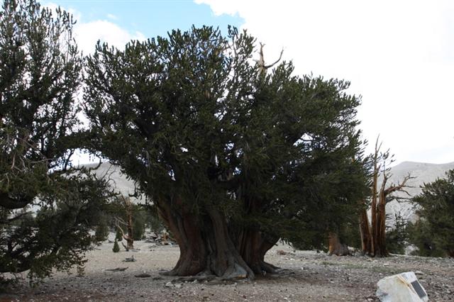 One old tree