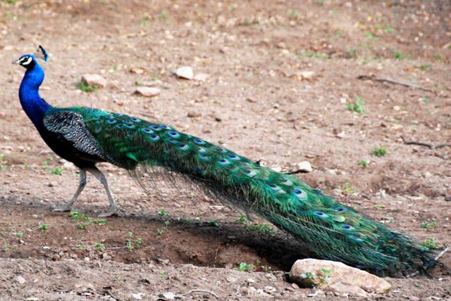 A peacock we ran into on the road in on Boulder Creek Road.