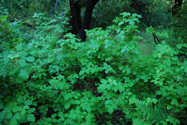 The poison ivy was thick!!!