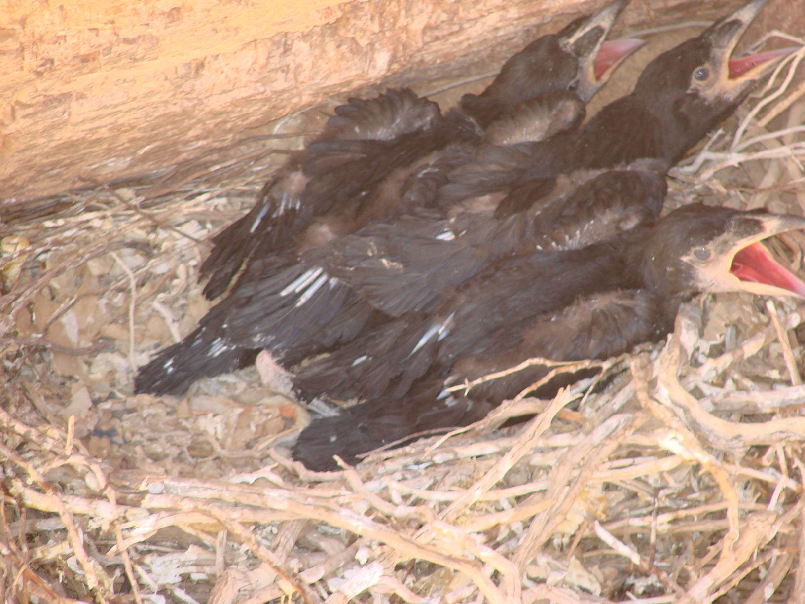 Baby hawks in the nest just inside a mine shaft