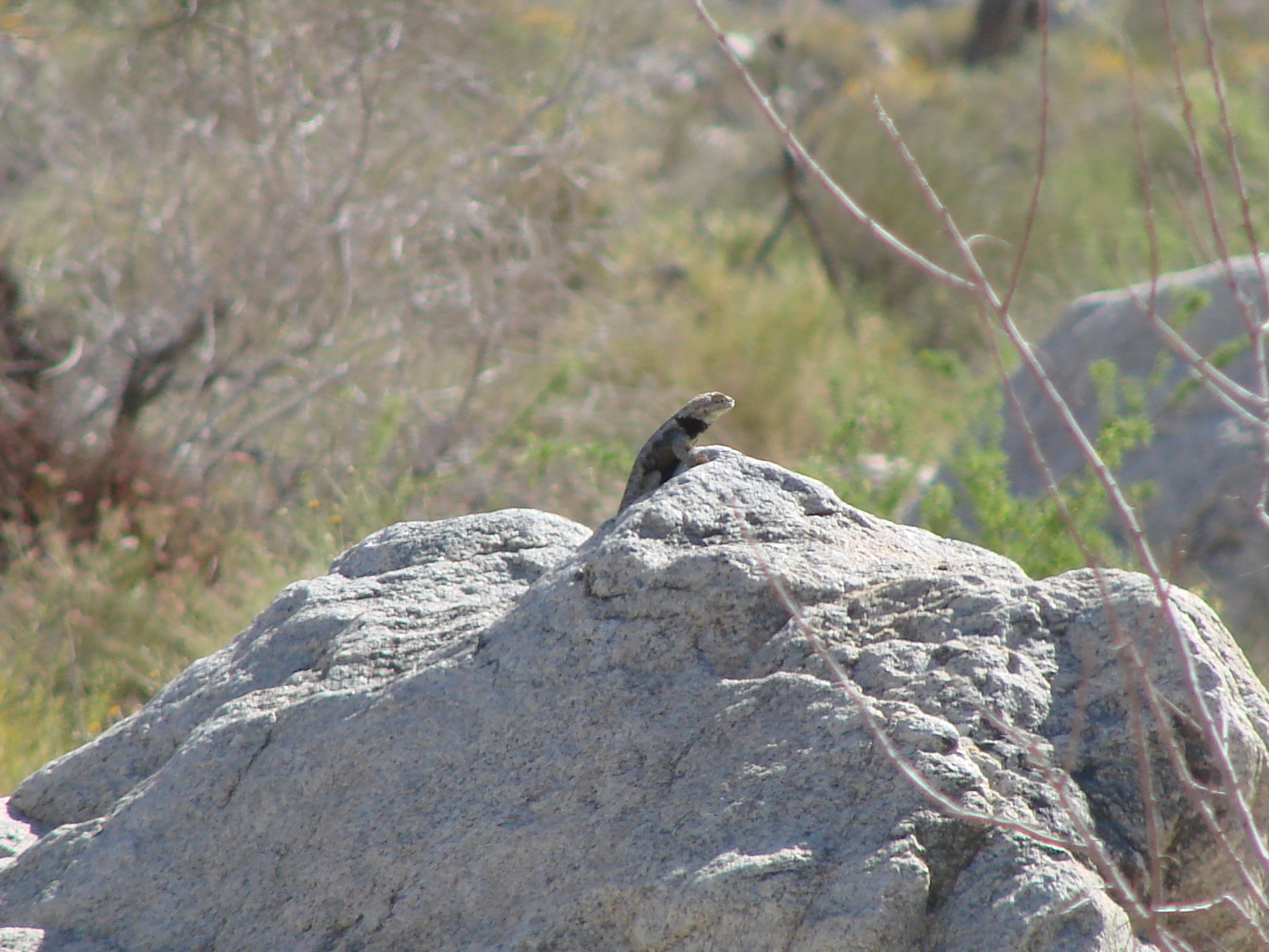 Another desert citizen checking out our caravan...