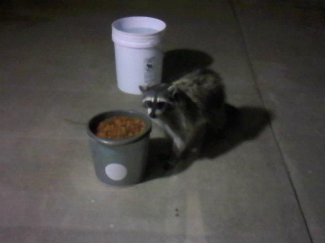 Racoon.jpg