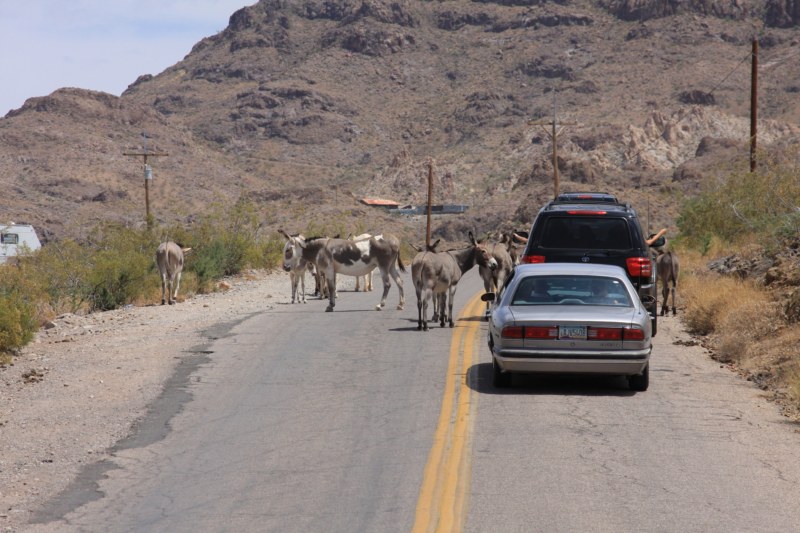 Oatman 10 001 [800x600].jpg