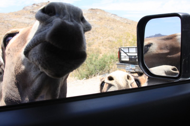 Oatman 10 006 [800x600].jpg