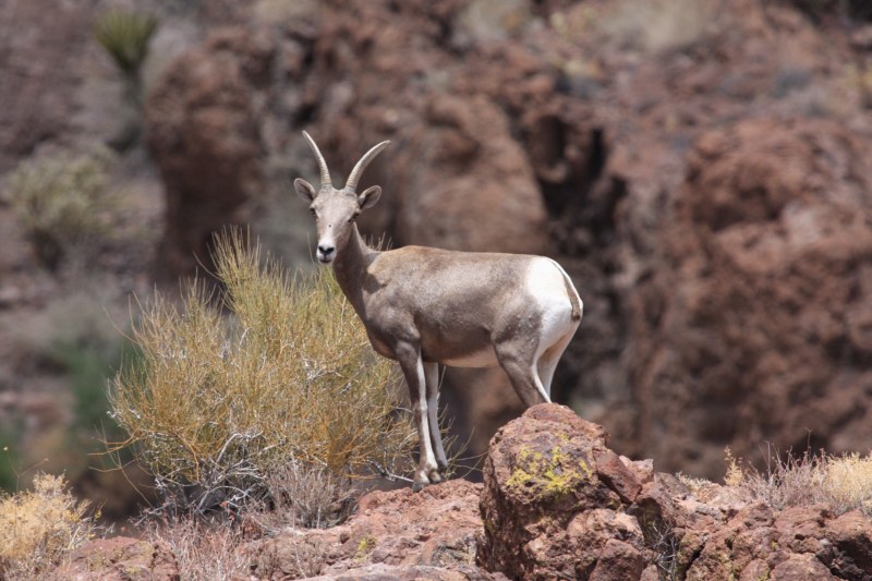 Oatman 10 061 [800x600].jpg