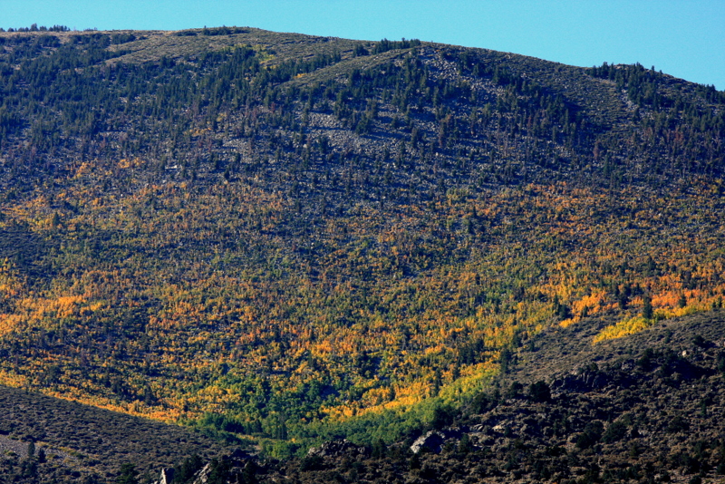 Hills are alive