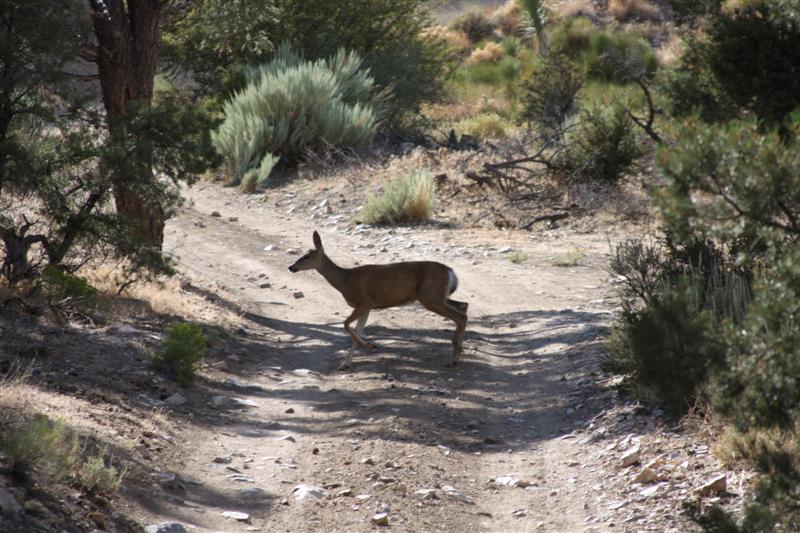 Doe on Jacoby