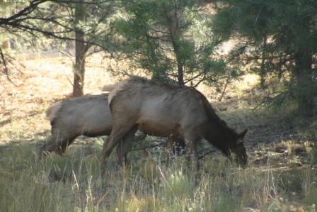Elk at Grand Canyon