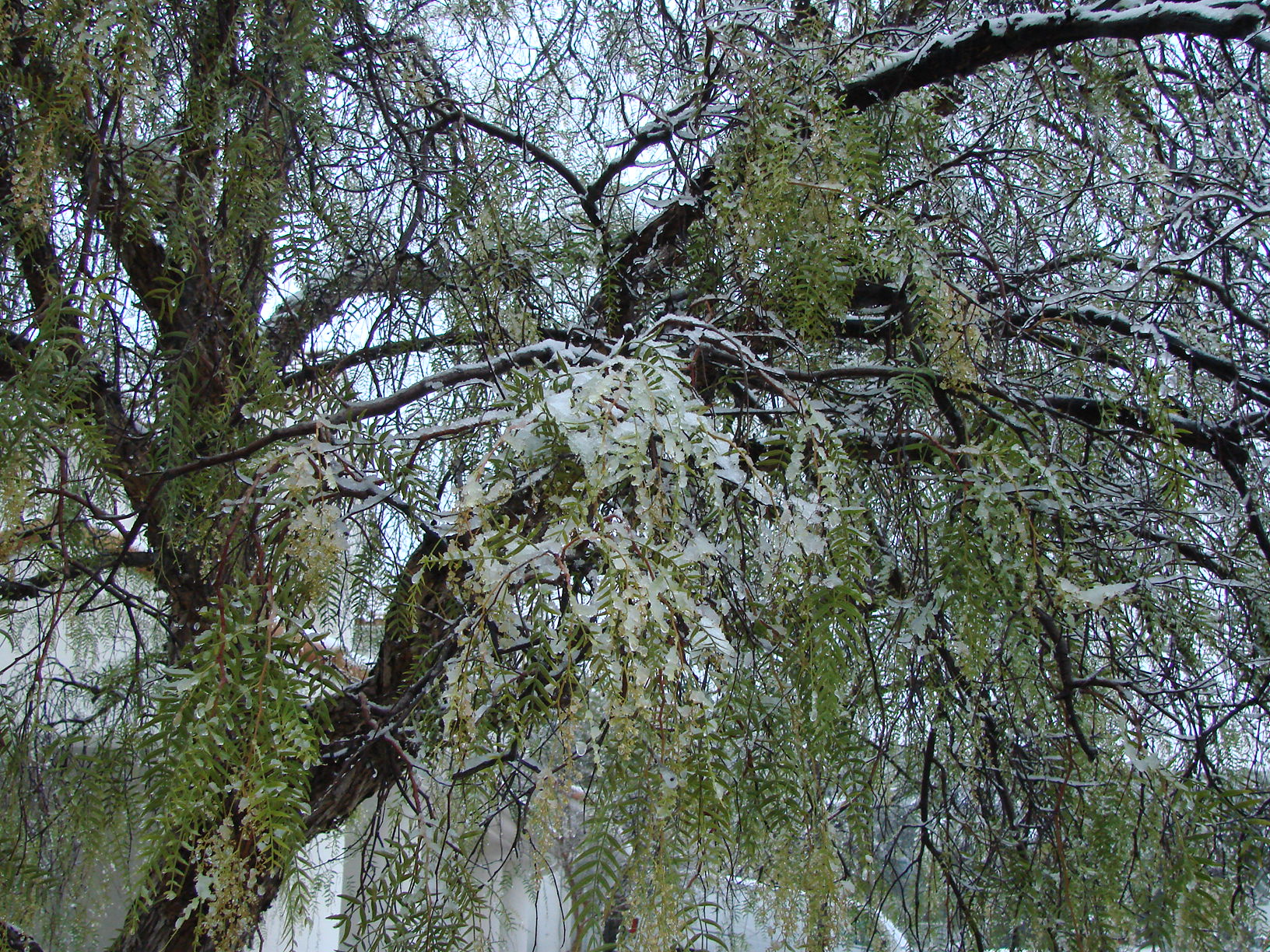 First time this tree's seen snow....