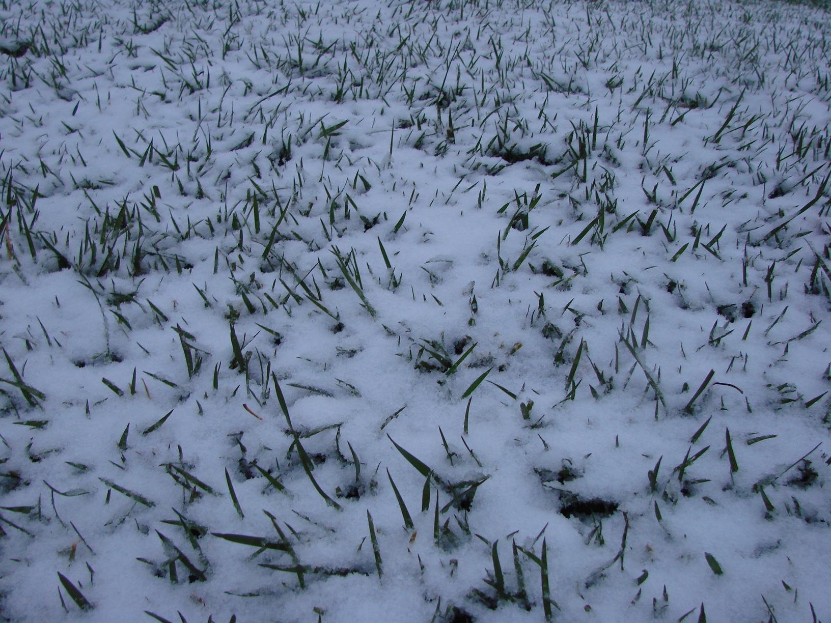 The lawn will never forgive me