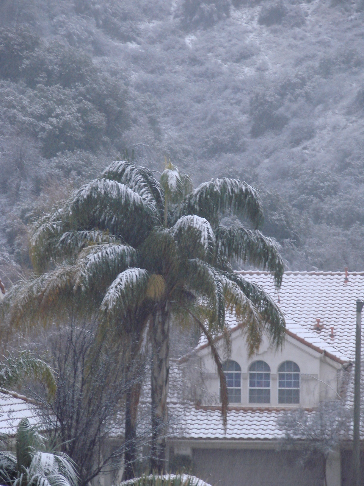 Unique to So Cal - Palm trees with snow !!!