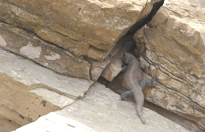 The south end of a northbound Chuckwalla