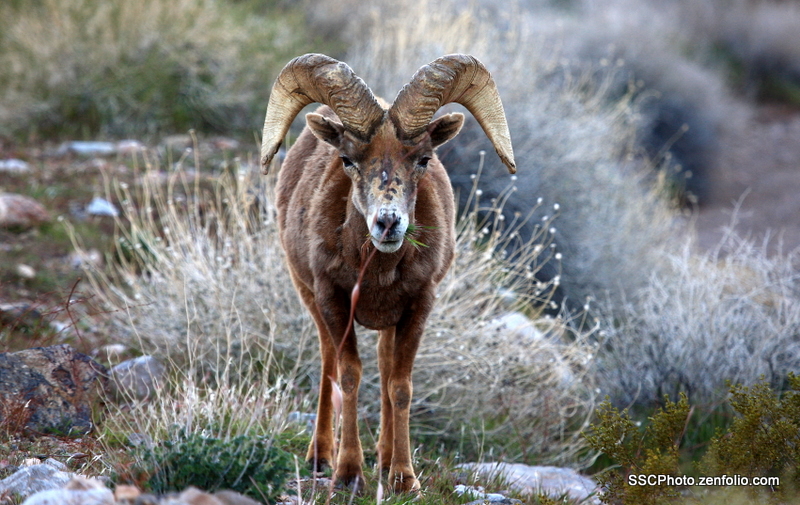 Old Ram