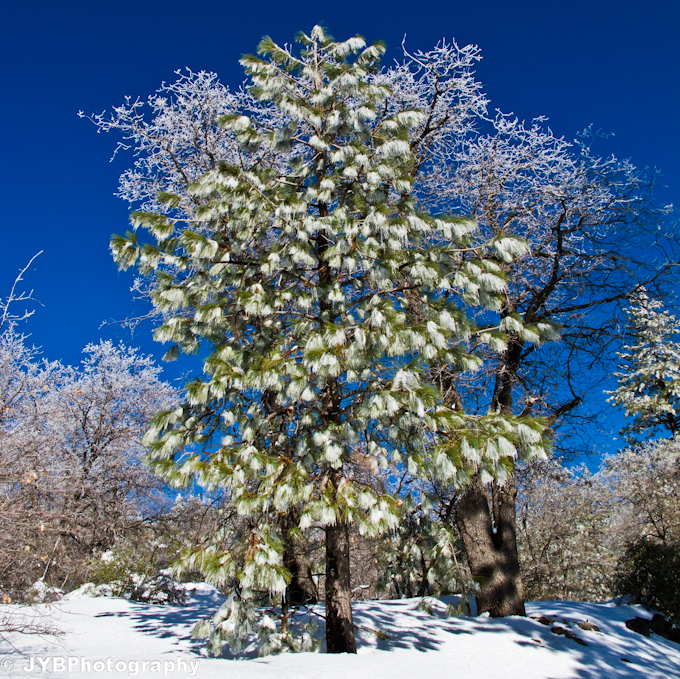 Laguna Snow-13.jpg