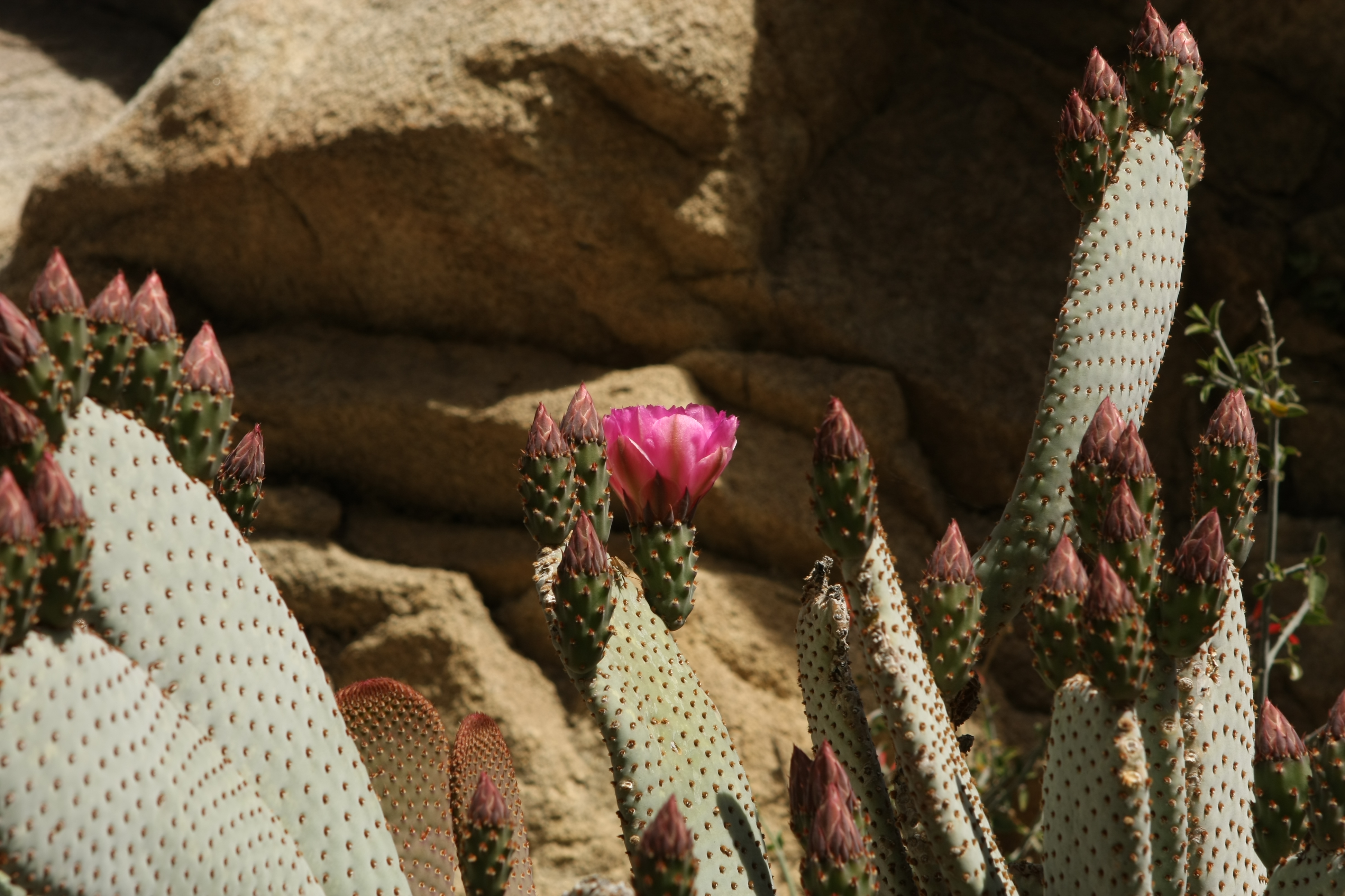 Everything was blooming including the cactus
