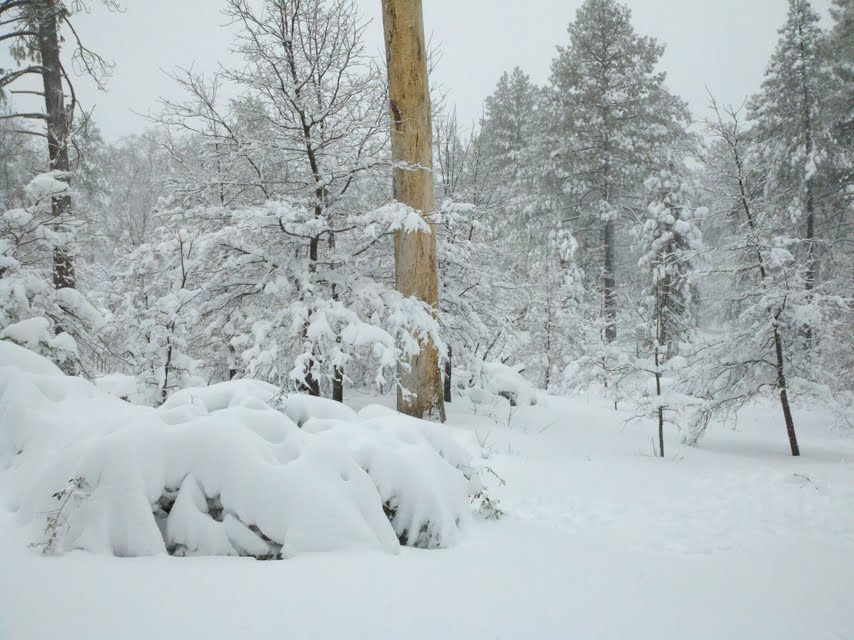 Looking out the front door