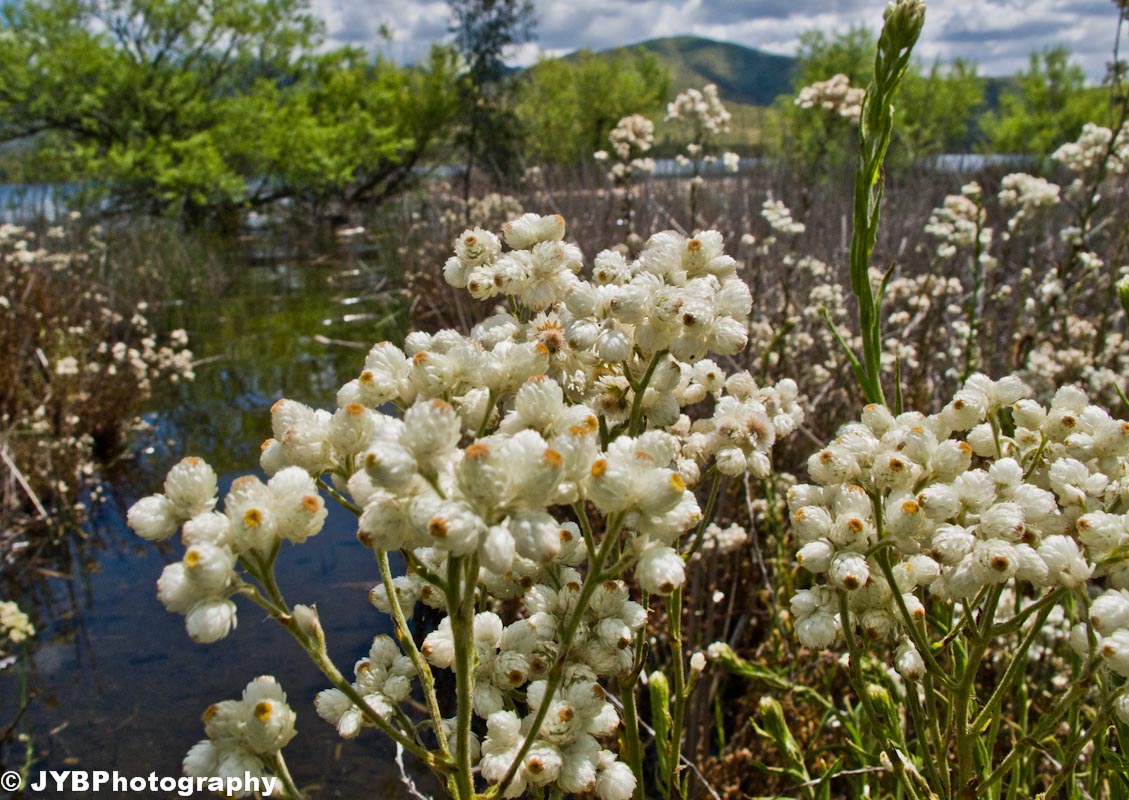 2011-04-09 Otay Mtn-22.jpg