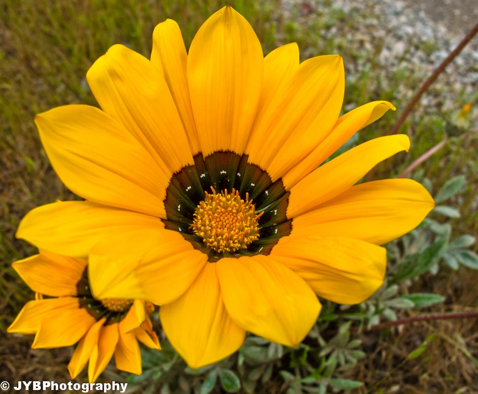 2011-04-09 Otay Mtn-23.jpg