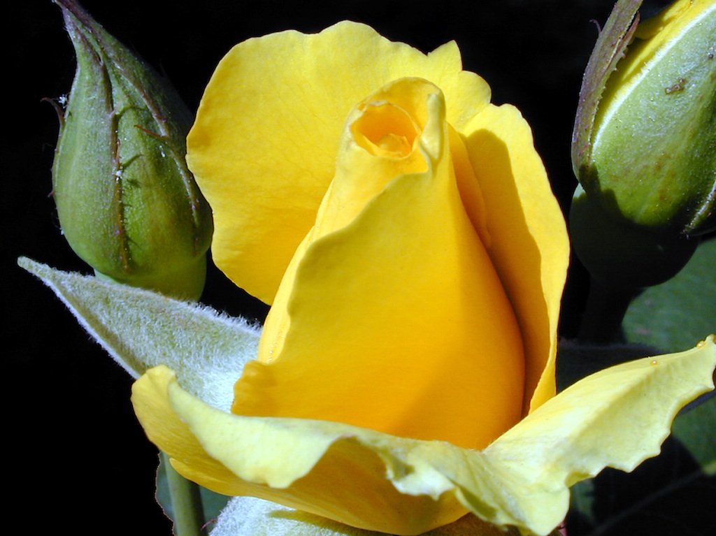 Yellow Rose 23.jpg