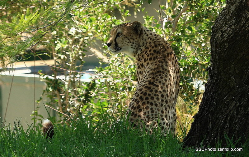 Was that an Impala?