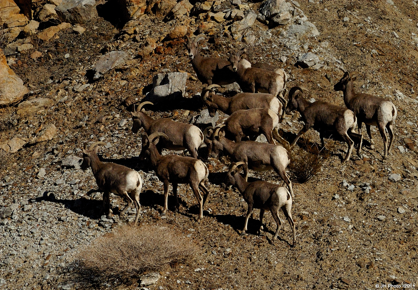 Here is part of a herd from Death Valley, the total number was about 35