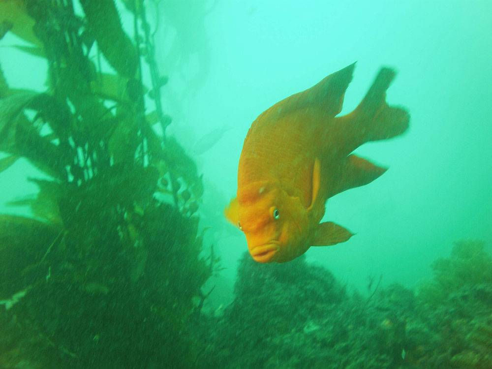A Male Garibaldi.  These guys are very territorial!