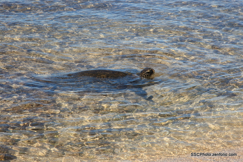 Turtle