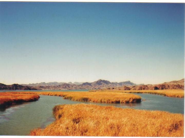 Colorado River channels near Parker, AZ.