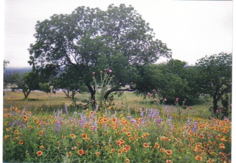 Wildflowers in TX...