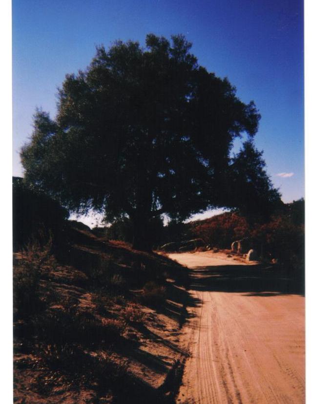 McCain Valley Road, San Diego County, CA... once one of my favorite dirt roads in the county due to the scenery, but now sadly going downhill.