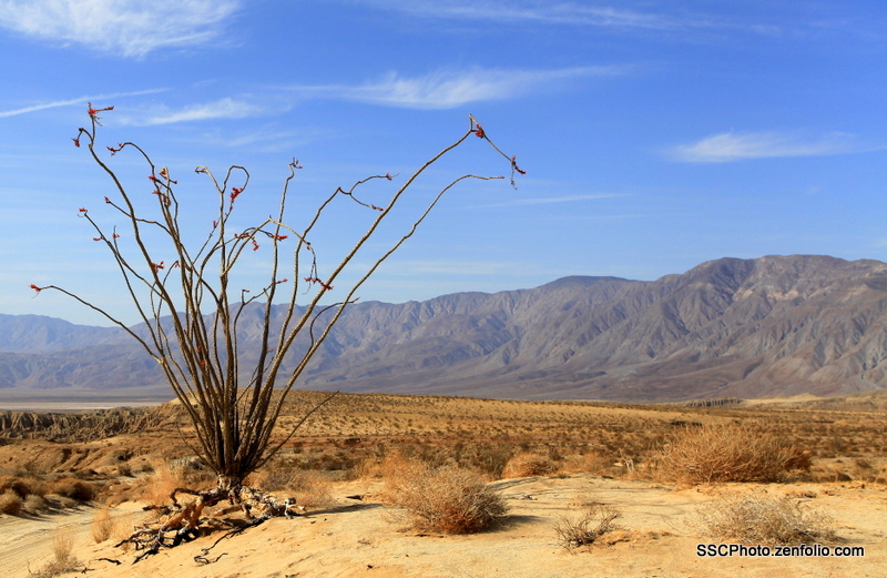 Ocotillo