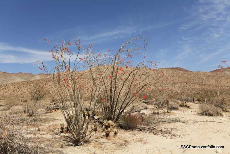 Ocotillo