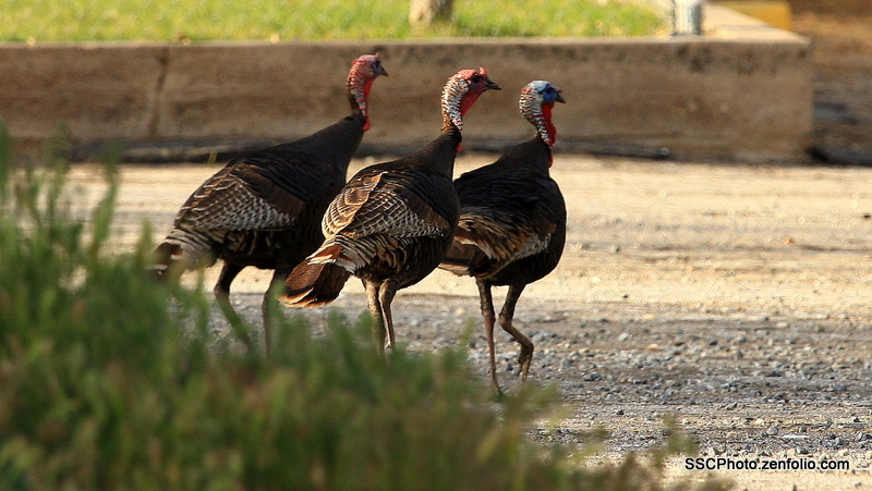 Turkey