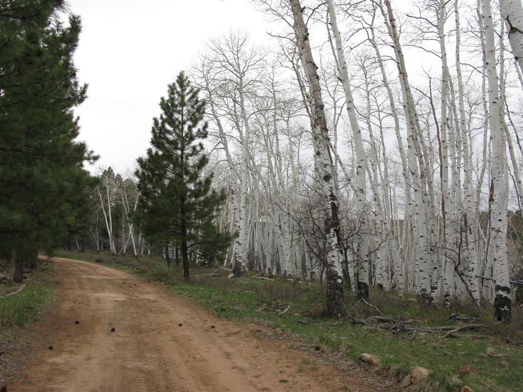 IMG_0465 (Large).JPG