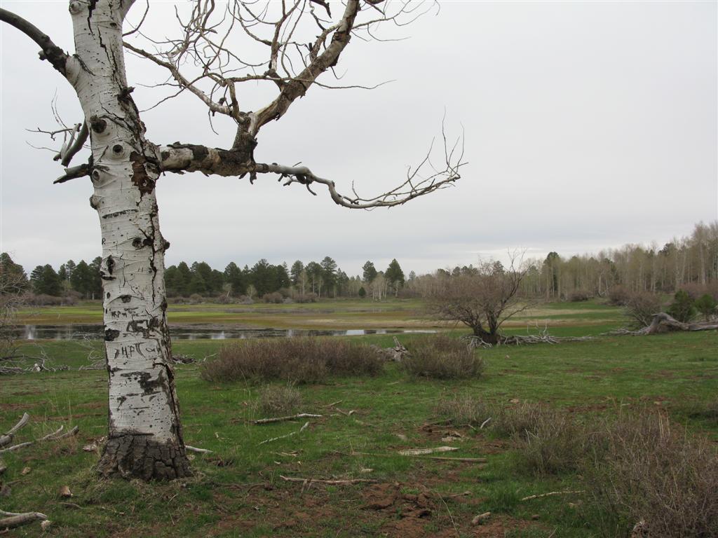 IMG_0478 (Large).JPG