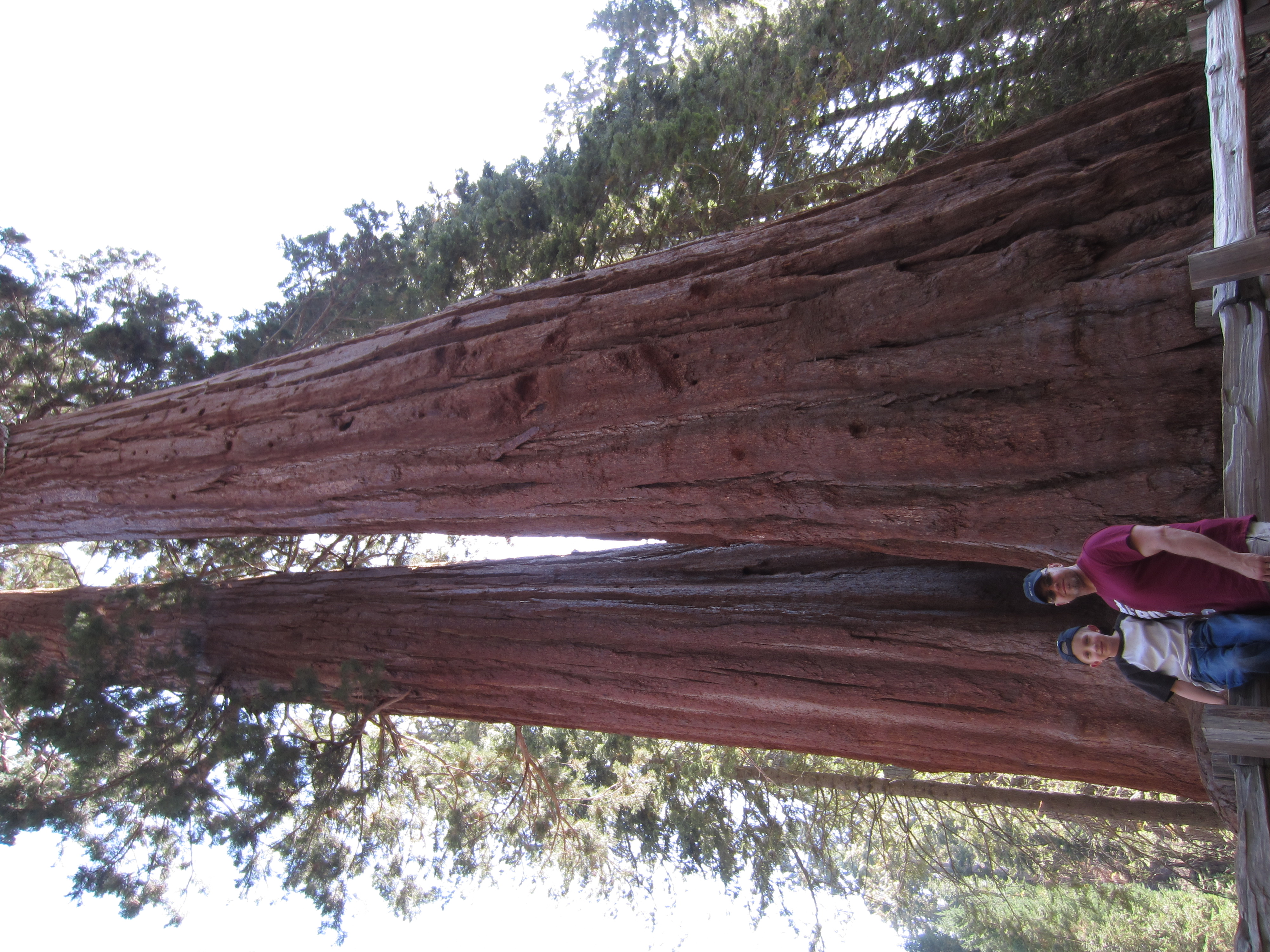 Ollie and William dwarfed by the majestic Sequoia redwoods