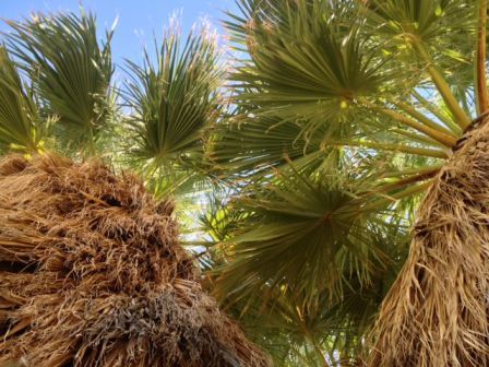 5 Palms AB 10-21w.jpg