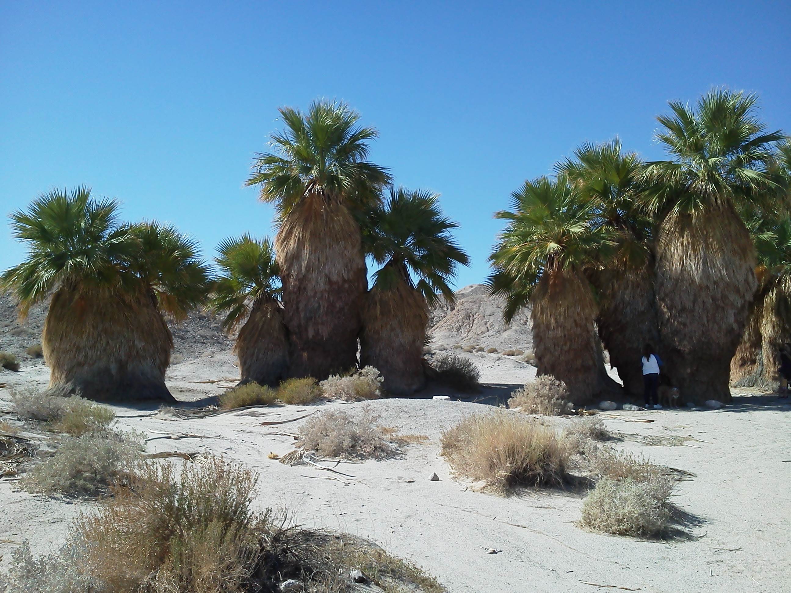 17 Palms