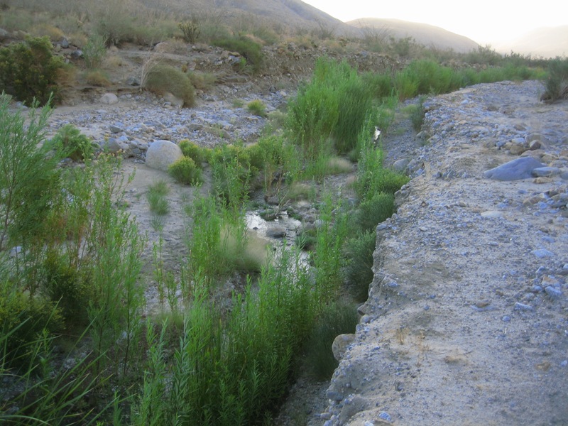 Coyote Creek facing Southeast